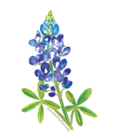 Bluebonnet Magnet - 1