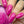 Load image into Gallery viewer, Yabba Dabba Do - Pink Nail Polish - 2
