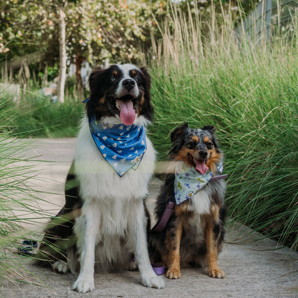 Bluey Boos Dog Bandana - 2