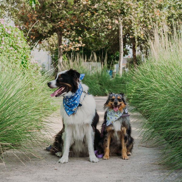 Batty Buds Dog Bandana - 2