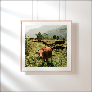 611fc05e3c4ce80992caae23_cow-print_1779416476168.jpg