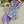 Load image into Gallery viewer, 611fc05e3c4ce80992caae23_purple-daisy_1774379010218.jpg
