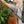 Load image into Gallery viewer, 611fc05e3c4ce80992caae23_scallop-convertible-midsize-bag-brown-ed_1785430633506.png
