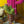 Load image into Gallery viewer, Needle-Felted Flowering Cacti in a Shot Glass - 2
