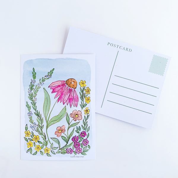Echinacea Postcard - 1