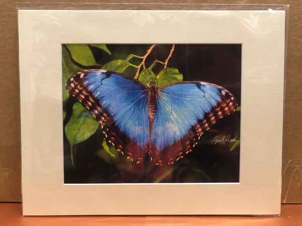 Blue Morpho Butterfly Photography Print
