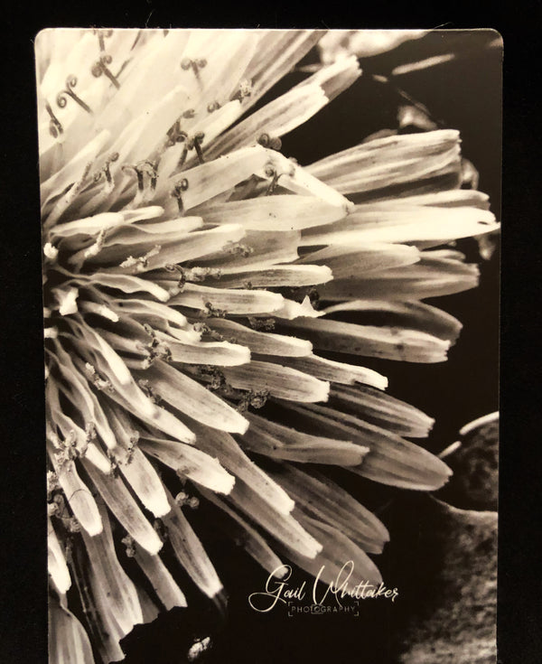 Black & White Dandelion Macro Photography Print