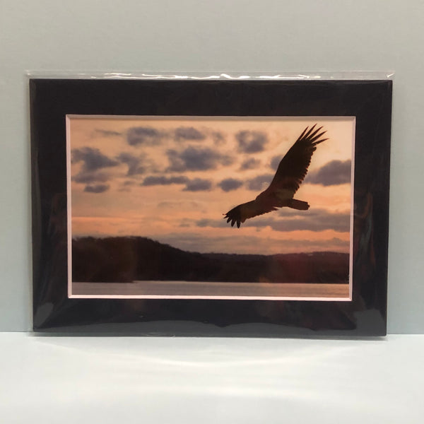 Hawk on the Wing Photography Print