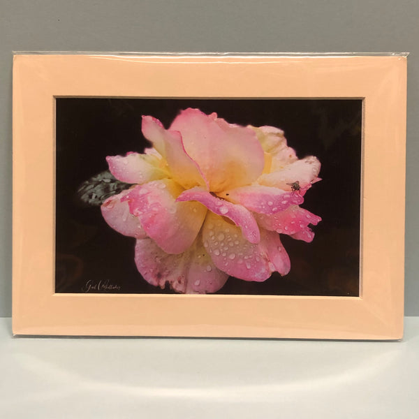 Rose with Fly Photography Print
