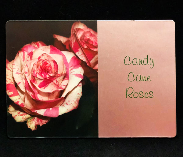 Candy Cane Roses Photography Print